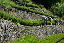 画像をギャラリービューアに読み込む, ZENJIRO 抹茶 美濃白川 50g