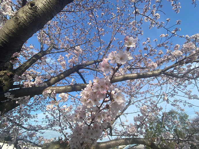 2022年の桜の季節です